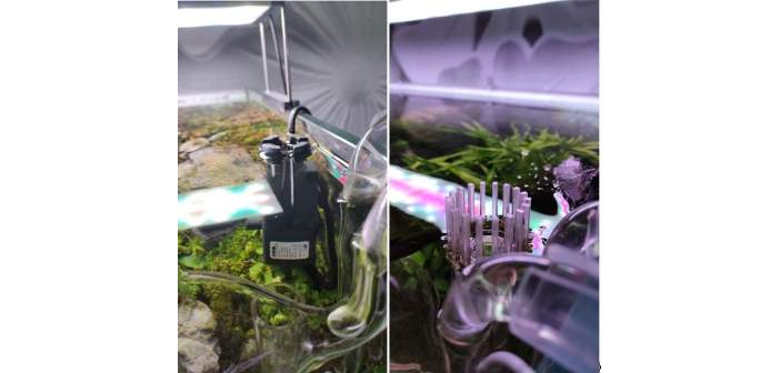 Acuariofilia 2 aquascaping ver para creer y ii 1