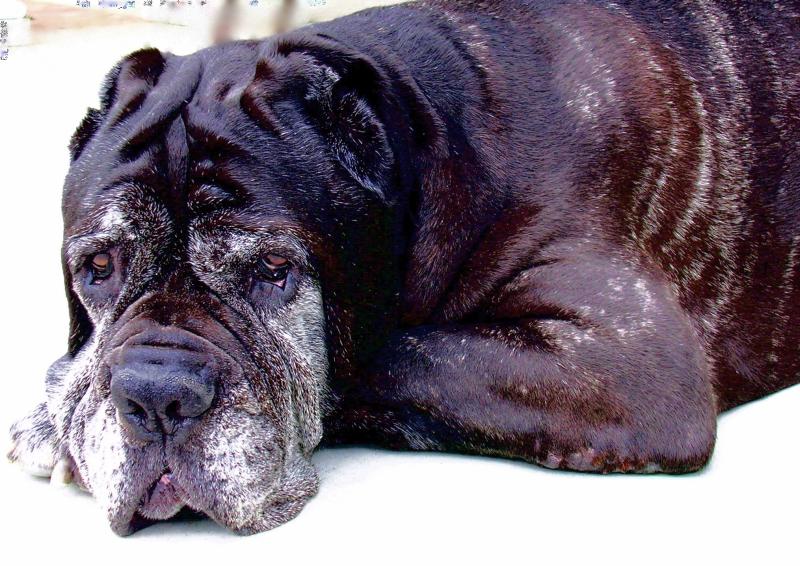 Artículos para animales mayores