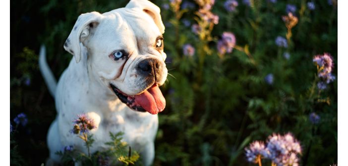 Atención a las plantas de primavera tóxicas para perros y gatos
