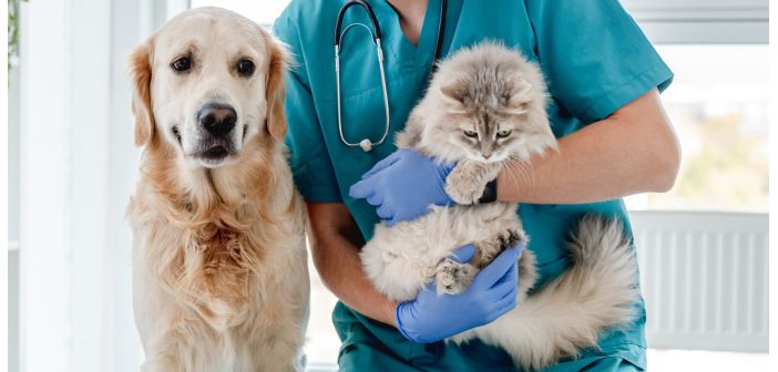 Articulos atencion a los parasitos en perros y gatos en otono 1