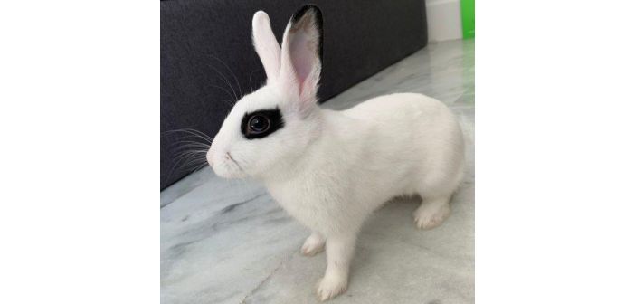 Actualidad legislacion bienestar animal en los centros para la venta de conejos 1