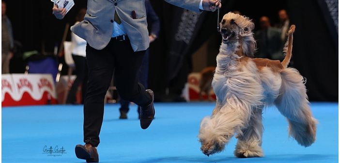 Actualidad cita canina en ciudad real 1