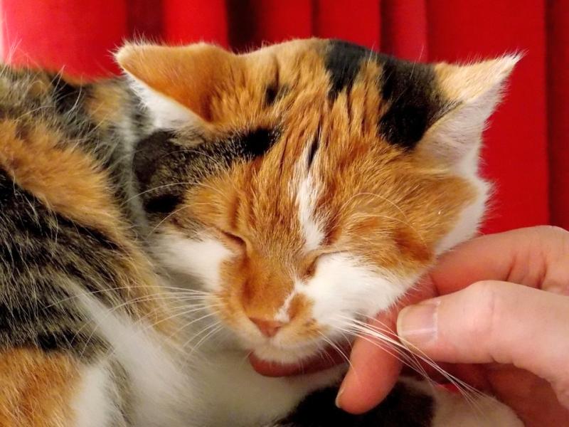 Claves para el cuidado del pelo en los gatos