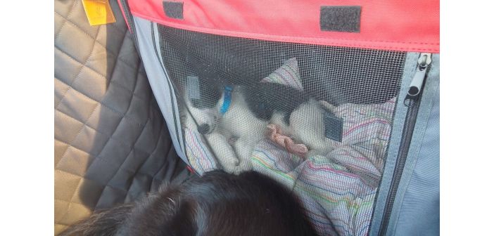 Articulos claves para viajar en coche con la mascota 1