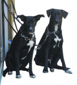 Articulos accesorios y complementos collares correas y arneses 1