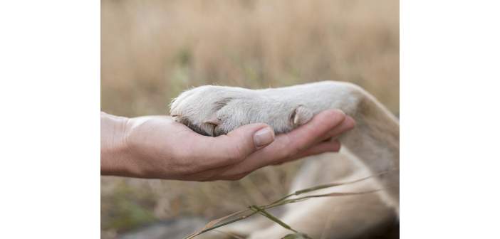Actualidad como afecta a los animales de compania la nueva ley 1