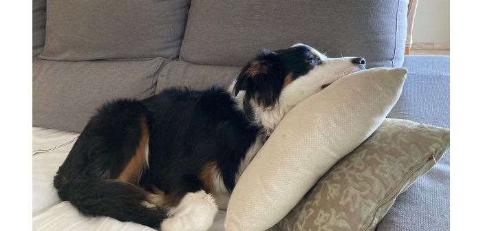 Articulos como afecta la entrada en el horario de invierno a las mascotas 1