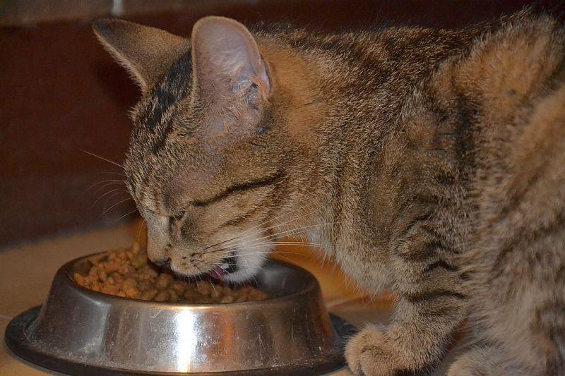Articulos alimentacion 2 nutricion salud de la piel de perros y gatos 1