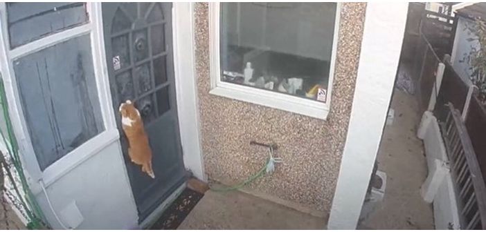 Articulos como controlar las principales travesuras de los gatos 1
