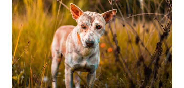 Actualidad como detectar y ayudar a encontrar hogar a los animales abandonados 1