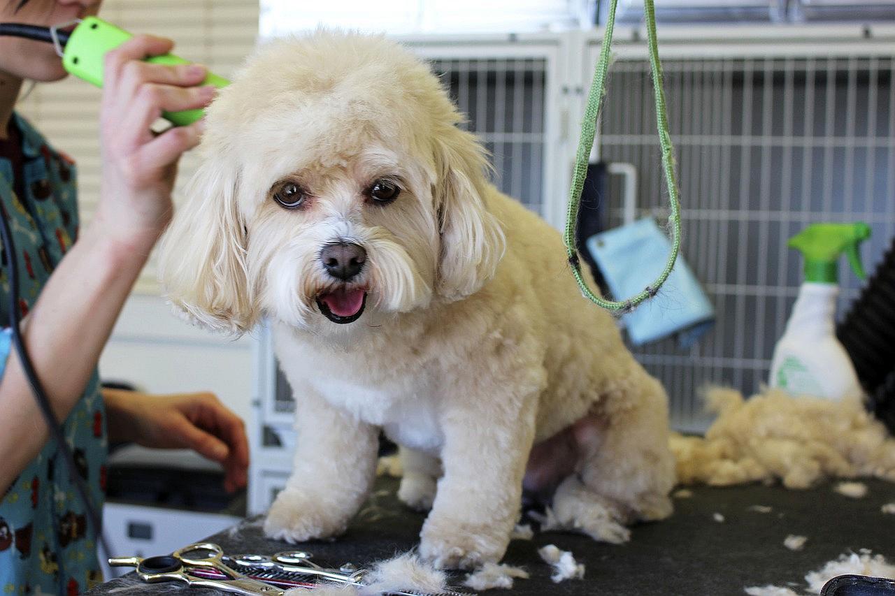 Cómo hacer más agradable para todos la peluquería canina