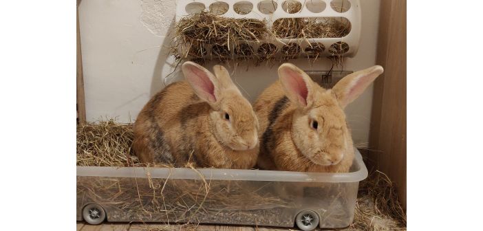 Cómo orientar la elección de un conejo mascota