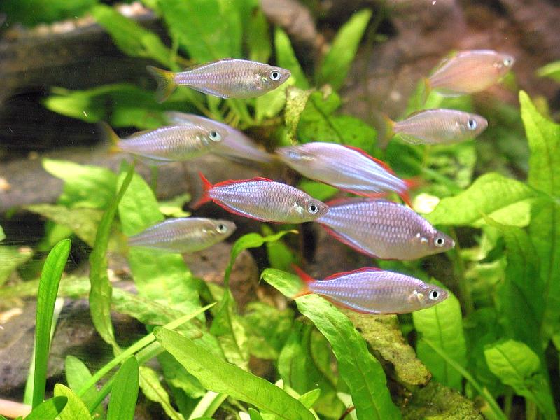 Acuariofilia 2 como preparar la llegada de nuevos peces a la tienda 1