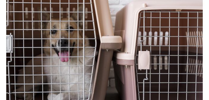 Actualidad como regula la ley el transporte de animales de compania 1