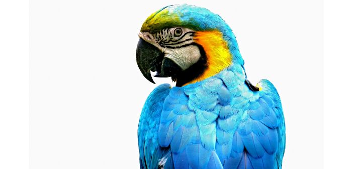 Cómo sexar aves por ADN