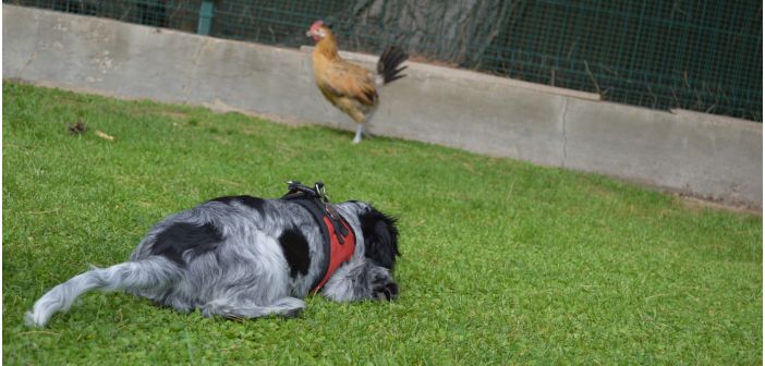 ¿Comprendemos a nuestros perros y gatos? Es la clave de la relación