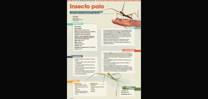 ¿Conoces al insecto palo?