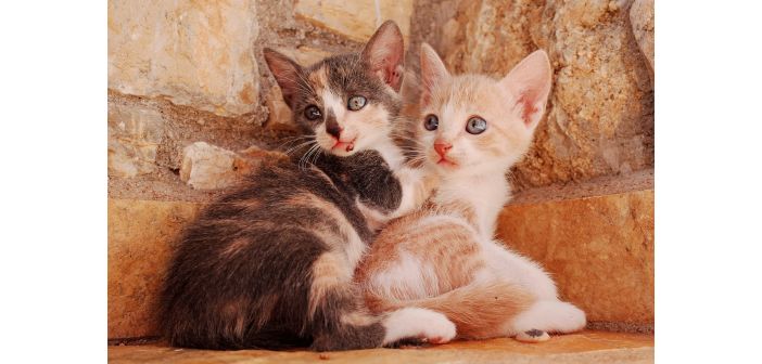 Consejos antes de adoptar una mascota