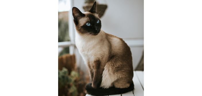 Articulos consejos para convivir con los felinos y minimizar los riesgos de sufrir reacciones alergicas 1