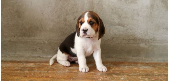 Articulos consejos para preparar la llegada del cachorro 1