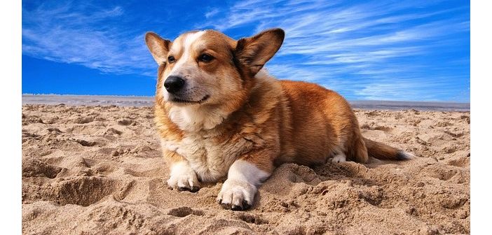Articulos consejos para proteger al perro del calor de la playa 1