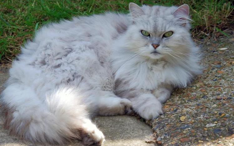 Articulos salud y bienestar cuidado con la obesidad felina 1