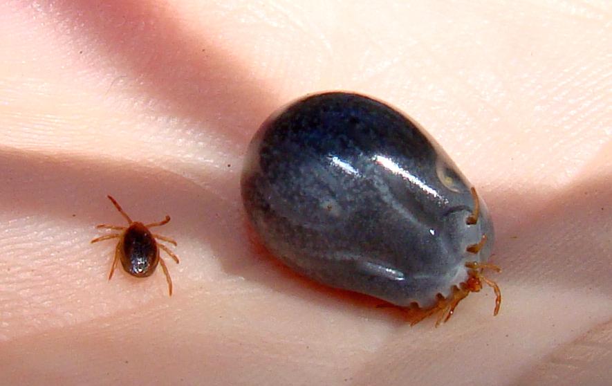 Cuidado con las garrapatas y las enfermedades que transmiten