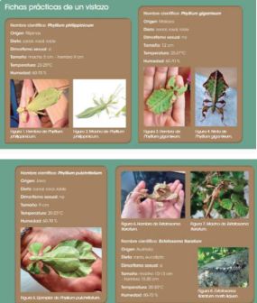 Cuidados de los insectos hoja