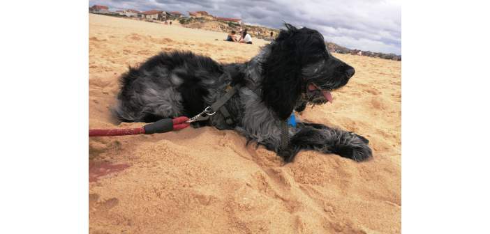Actualidad un verano con mi perro 1