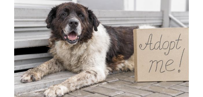 Actualidad decalogo veterinario contra el abandono 1