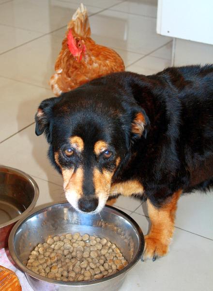 Articulos alimentacion 2 prevenir la obesidad canina 1