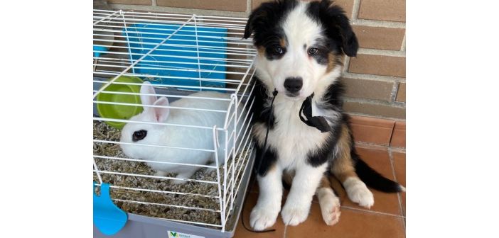 Actualidad el 77 de los jovenes propietarios se muestra dispuesto a aceptar mascotas en la vivienda de alquiler 1