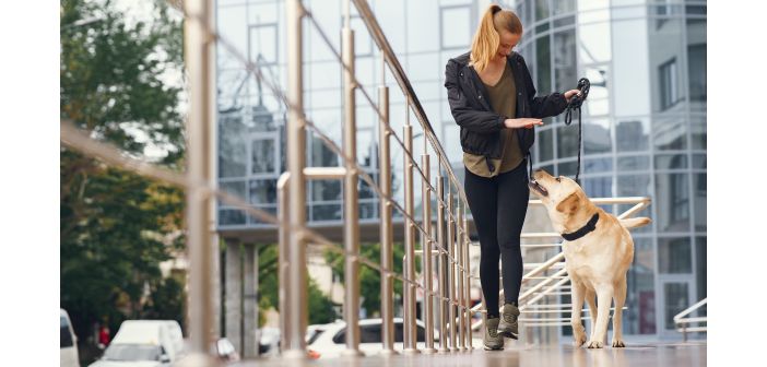 Actualidad el ayuntamiento de zaragoza es petfriendly 1