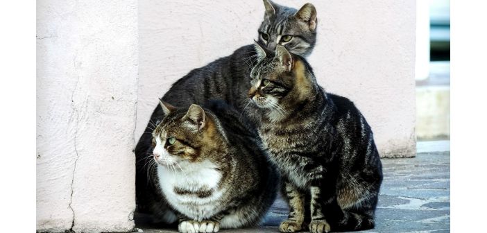 Actualidad el congreso derechos de los animales analiza el papel municipal en su proteccion 1