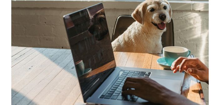 Actualidad el estado de animo mejora en compania de un perro 1