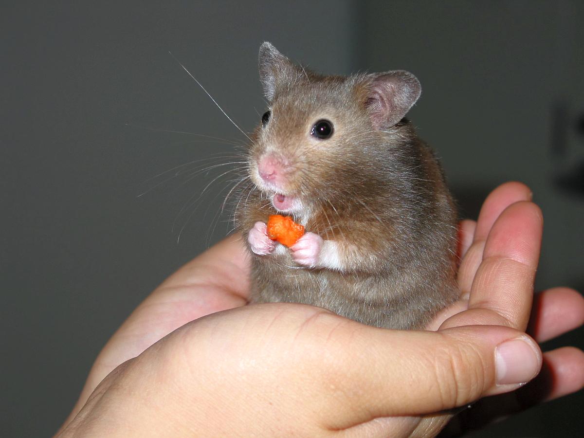 Articulos accesorios y complementos el hamster 1