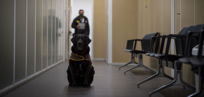Actualidad el programa perros en los juzgados de menores aumenta su demanda un 90 1