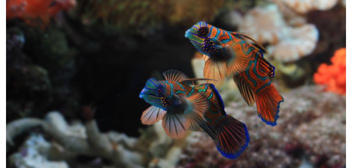 Acuariofilia enriquecimiento ambiental tambien en el acuario 1