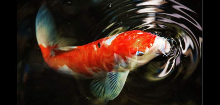 Acuariofilia articulos acuariofilia espirulina en la dieta de los peces 1