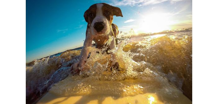 Actualidad european dog surf championship primer campeonato europeo de surf canino en la playa de salinas 1