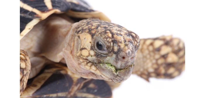 Articulos expertos advierten sobre la importancia de una dieta equilibrada para las tortugas de tierra 1