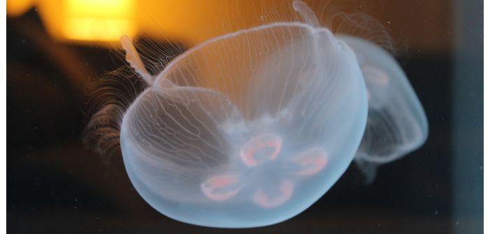 Acuariofilia factores para elegir la alimentacion de las medusas 1