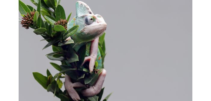 Articulos falta de bienestar en animales de compania exoticos en escocia 1