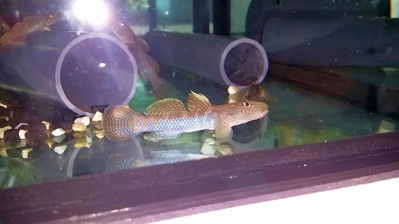 Acuariofilia 2 gobios de agua dulce 2