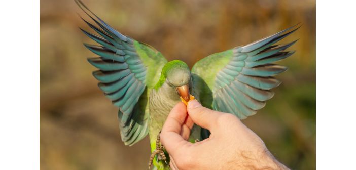 Articulos importancia de la dieta en las aves 1