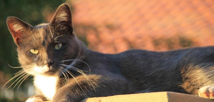 Actualidad la industria para mascotas en los estados unidos crecio un 42 en 2014 1