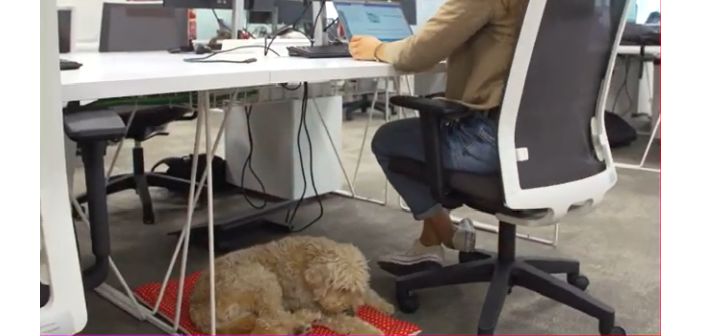 La organización de Perrotón España promueve y apoya el Día Mundial del Perro en el Trabajo