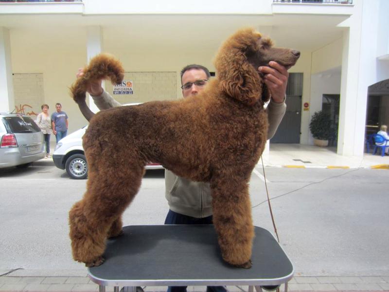 La peluquería del Caniche