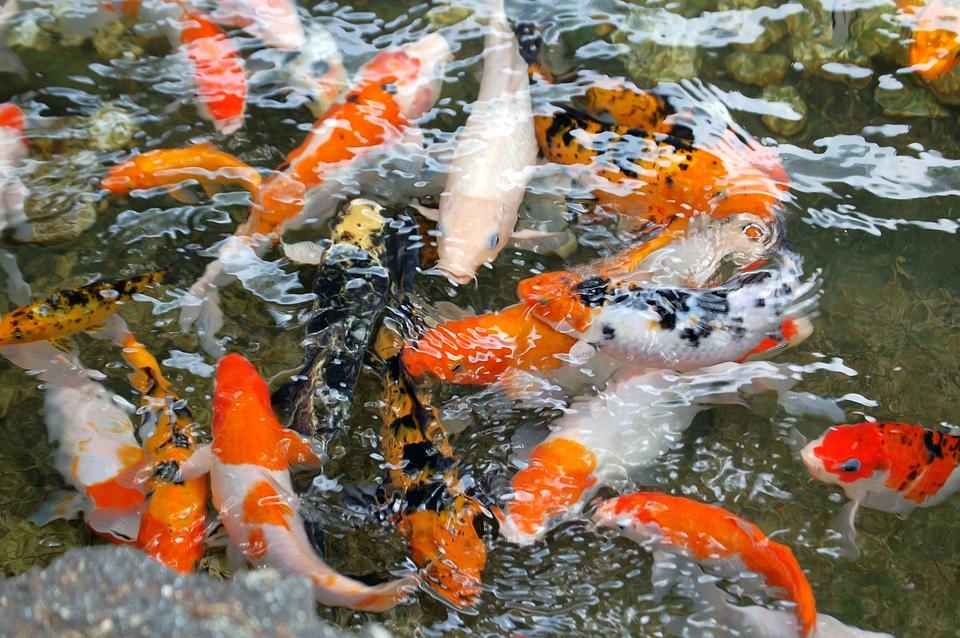 Acuariofilia prohibicion carpa koi 1