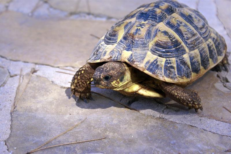 La reproducción en reptiles: saurios, ofidios y quelonios